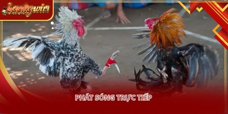 Đá gà LUCKYWIN giúp người chơi theo dõi sát sao mọi diễn biến trên sân đấu