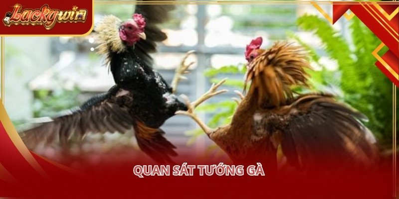 Quan sát tướng gà là bước quan trọng giúp nhận diện sức mạnh chiến kê